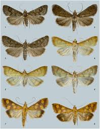 Attēlu rezultāti vaicājumam “Pyralididae”