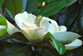 Attēlu rezultāti vaicājumam “Magnolia acuminata flower”