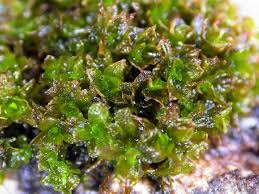 Attēlu rezultāti vaicājumam “Syntrichia latifolia”