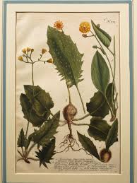 Attēlu rezultāti vaicājumam “Hieracium murorum leaf”