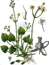 Attēlu rezultāti vaicājumam “Alismataceae”