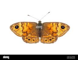 Attēlu rezultāti vaicājumam “Lasiommata petropolitana upperside”