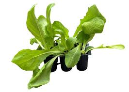 Image result for Zichorie