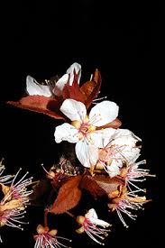 Attēlu rezultāti vaicājumam “Prunus cerasifera var. divaricata bud”