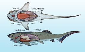 Attēlu rezultāti vaicājumam “Placodermi”