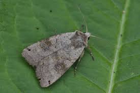 Attēlu rezultāti vaicājumam “Xestia baja”