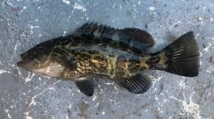 Image result for Mycteroperca interstitialis