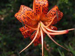 Attēlu rezultāti vaicājumam “Lilium lancifolium”