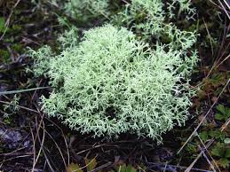 Attēlu rezultāti vaicājumam “Cladonia mitis”