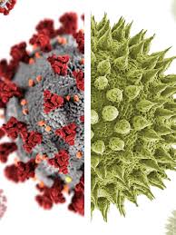 Attēlu rezultāti vaicājumam “pollen corona”