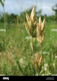 Attēlu rezultāti vaicājumam “Bromus hordeaceus subsp. hordaceus”