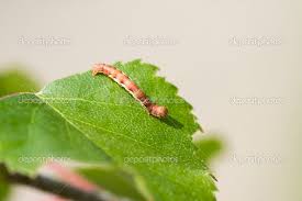 Attēlu rezultāti vaicājumam “Erannis defoliaria larva”