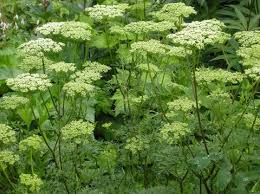 Attēlu rezultāti vaicājumam “Cenolophium denudatum”