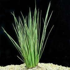 Attēlu rezultāti vaicājumam “Cychramus variegatus”