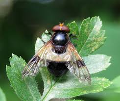 Attēlu rezultāti vaicājumam “Volucella pellucens”