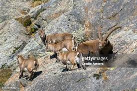 Attēlu rezultāti vaicājumam “Capra juvenile”