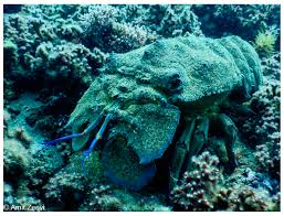 Image result for Scyllarides latus