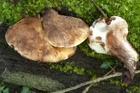 Attēlu rezultāti vaicājumam “Buglossoporus quercinus”