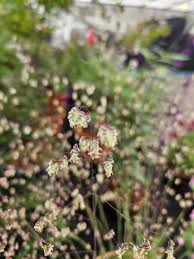 Attēlu rezultāti vaicājumam “Briza media flower”