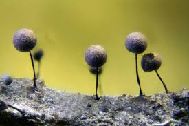 Attēlu rezultāti vaicājumam “Lamproderma columbinum young”