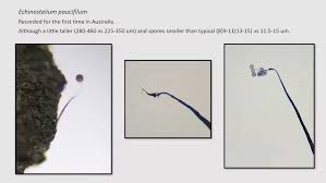 Attēlu rezultāti vaicājumam “Licea pygmaea”