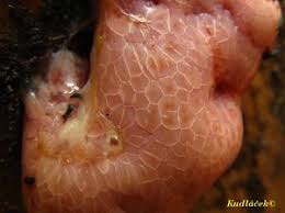 Attēlu rezultāti vaicājumam “Amaurochaete atra macro”