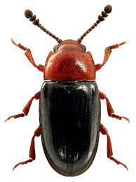 Attēlu rezultāti vaicājumam “Triplax russica”