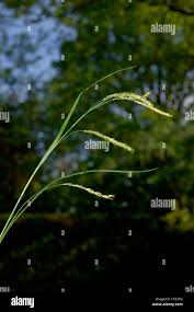 Attēlu rezultāti vaicājumam “Carex sylvatica fruit”