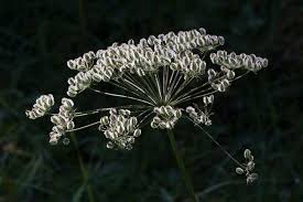 Attēlu rezultāti vaicājumam “Laserpitium latifolium flower”
