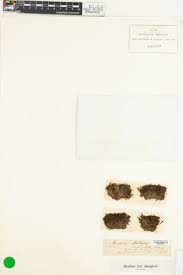 Attēlu rezultāti vaicājumam “Mnium stellare”