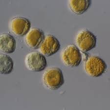 Attēlu rezultāti vaicājumam “Puccinia sessilis”