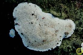 Attēlu rezultāti vaicājumam “Cinereomyces lindbladii”