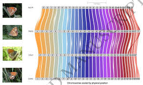 Attēlu rezultāti vaicājumam “Coenonympha glycerion underside”
