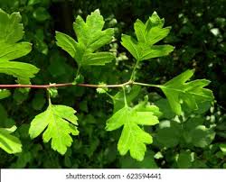 Attēlu rezultāti vaicājumam “Crataegus x macrocarpa leaf”