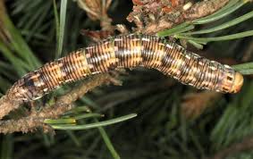 Attēlu rezultāti vaicājumam “Sphinx pinastri larva”