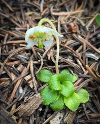 Attēlu rezultāti vaicājumam “Moneses uniflora bud”