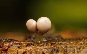 Attēlu rezultāti vaicājumam “Arcyria affinis”