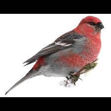 Attēlu rezultāti vaicājumam “Pinicola enucleator”