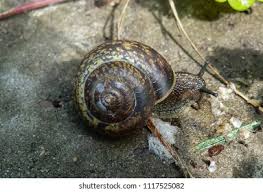 Attēlu rezultāti vaicājumam “Arianta arbustorum”