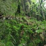 Attēlu rezultāti vaicājumam “Festuca altissima leaf”