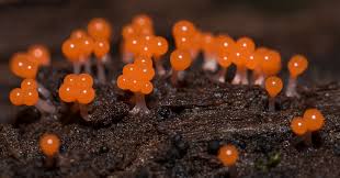Attēlu rezultāti vaicājumam “Hemitrichia calyculata young”