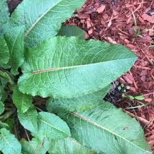 Attēlu rezultāti vaicājumam “Rumex obtusifolius fruit”