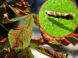 Attēlu rezultāti vaicājumam “Cameraria ohridella”