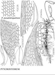 Attēlu rezultāti vaicājumam “Bryum pseudotriquetrum”