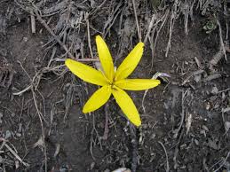 Attēlu rezultāti vaicājumam “Colchicum luteum”