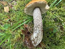 Attēlu rezultāti vaicājumam “Leccinum versipelle”