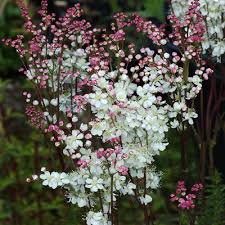 Attēlu rezultāti vaicājumam “Filipendula vulgaris flower”