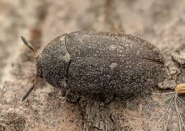 Attēlu rezultāti vaicājumam “Attagenus pellio”