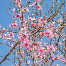 Attēlu rezultāti vaicājumam “Prunus (plum-tree) flower”