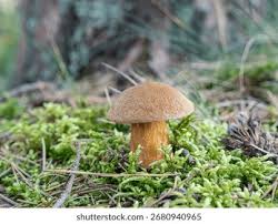 Attēlu rezultāti vaicājumam “Suillus variegatus”